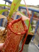 Nepenthes ventricosa 'red' x pectinata 3